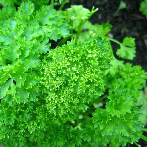 Parsley_Bravour