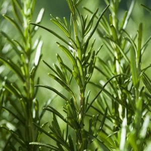 v713703_prozis_lessence-essential-oils-rosemary_2
